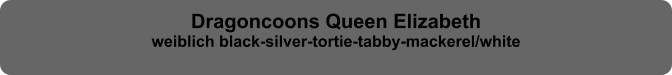 Dragoncoons Queen Elizabeth weiblich black-silver-tortie-tabby-mackerel/white