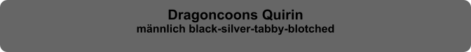 Dragoncoons Quirin männlich black-silver-tabby-blotched